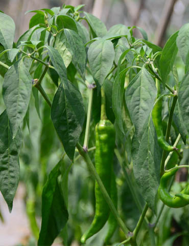 有機蔬菜種植基地